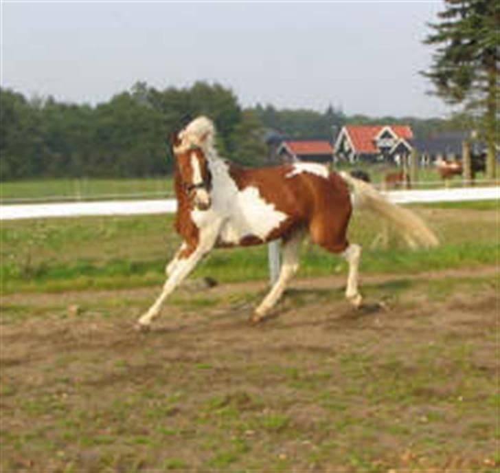 Anden særlig race Cato-Boy  - 10| D. 23/9-07.   billede 10