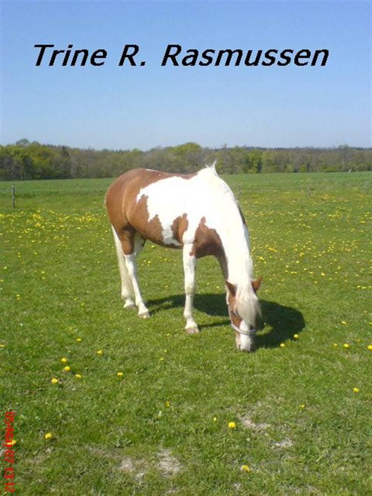 Anden særlig race Cato-Boy  - 12| D. 5/5-07. På en sommerfold med blomster(: billede 12