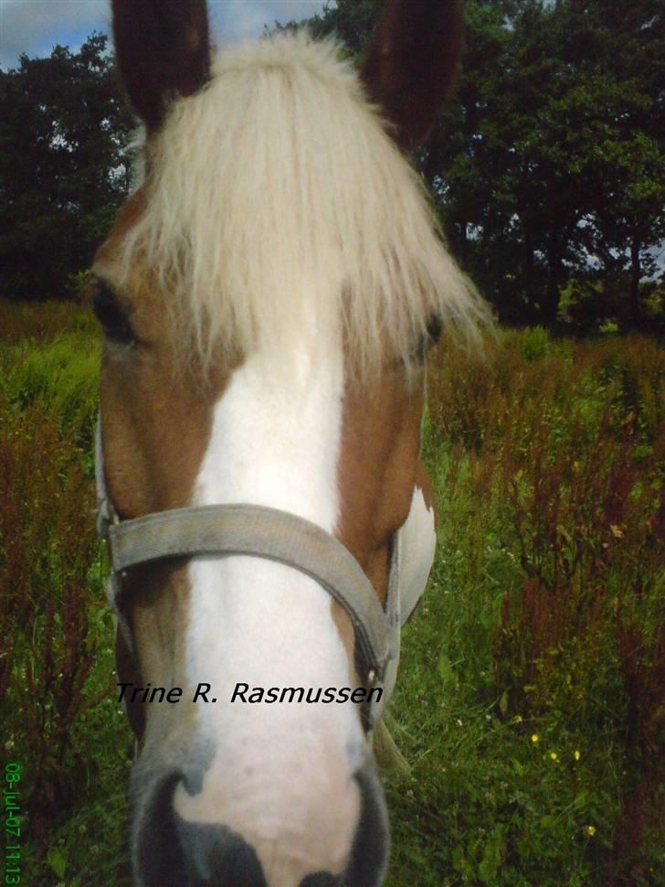 Anden særlig race Cato-Boy  - 13| D. 8/7-07. Mule-billede billede 13