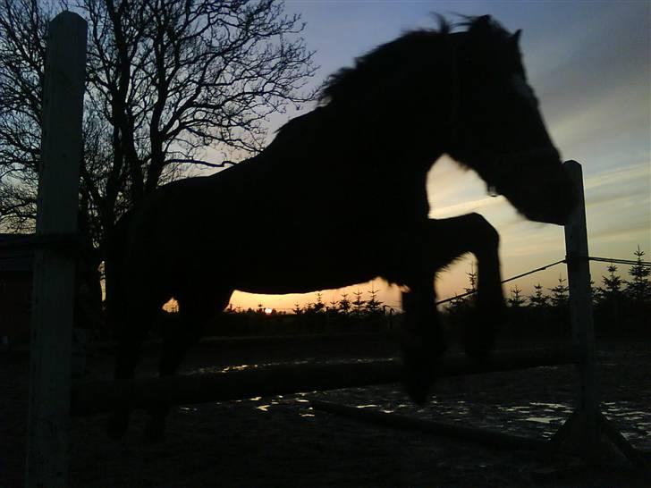 New Forest Sunlight "Gamle!"<3 - Foto: Mig billede 2