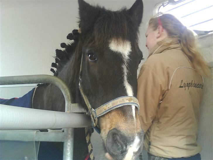 New Forest Sunlight "Gamle!"<3 - I trailer på vej til stævne..... billede 4