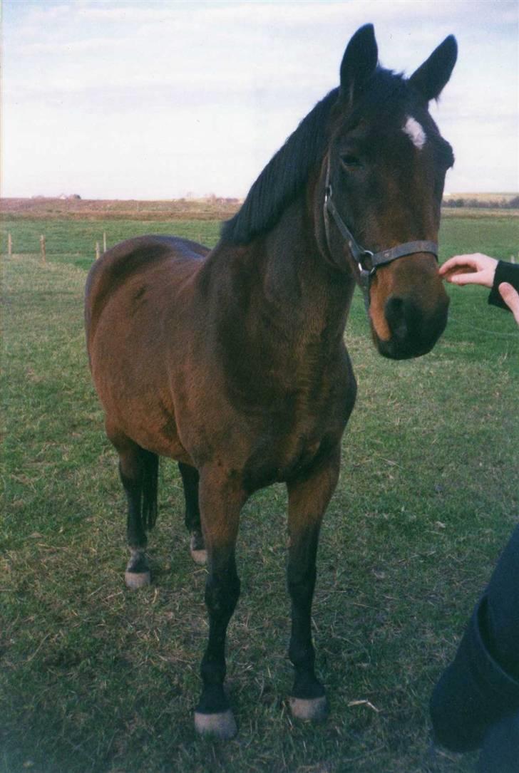 Dansk Varmblod Ginger Emma ~EFTERLYSES~ billede 1