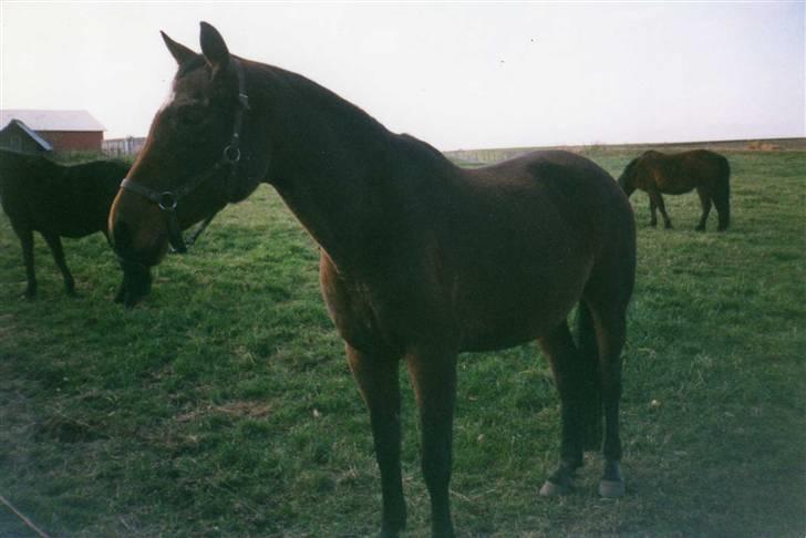 Dansk Varmblod Ginger Emma ~EFTERLYSES~ billede 2