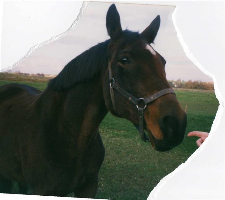 Dansk Varmblod Ginger Emma ~EFTERLYSES~ billede 3