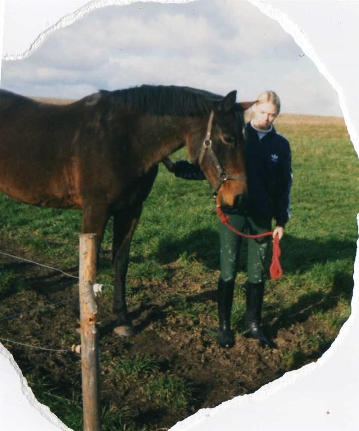 Dansk Varmblod Ginger Emma ~EFTERLYSES~ billede 4