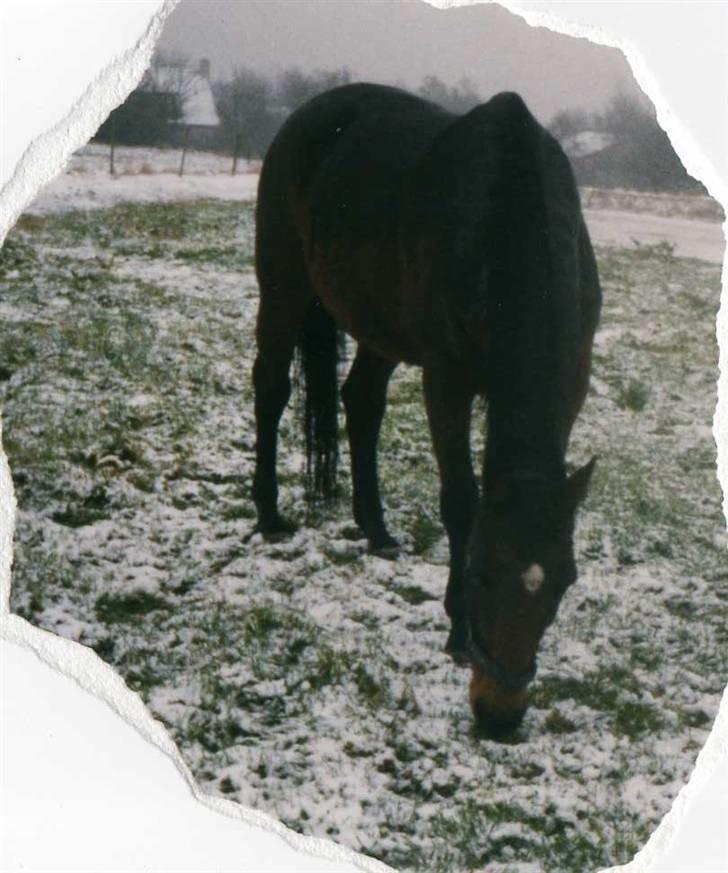 Dansk Varmblod Ginger Emma ~EFTERLYSES~ billede 5