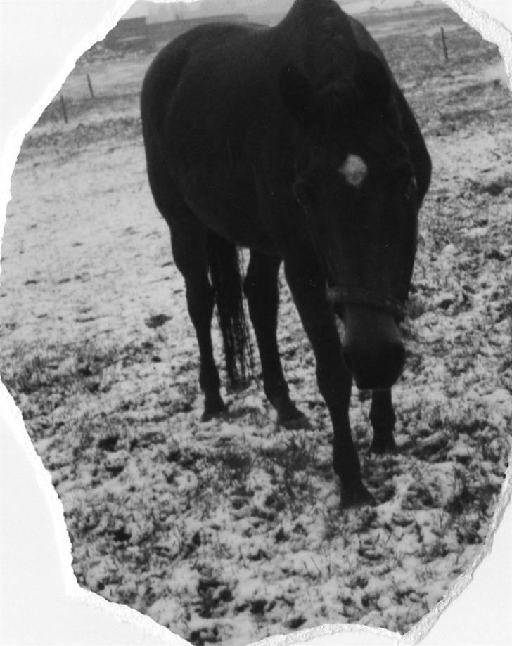 Dansk Varmblod Ginger Emma ~EFTERLYSES~ billede 6