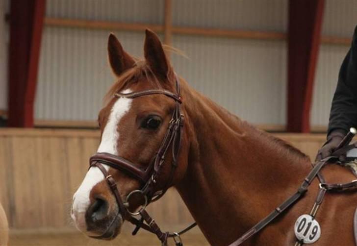 Hollandsk Sportspony Calypso SOLGT billede 1