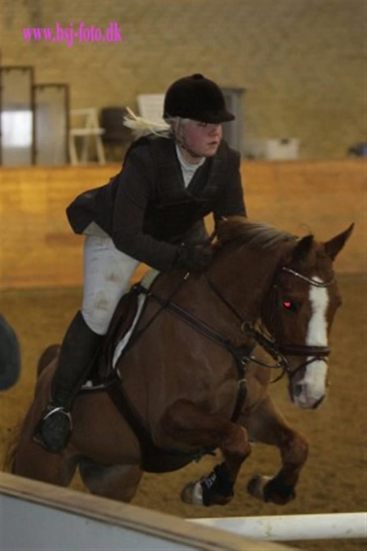 Hollandsk Sportspony Calypso SOLGT - Stævne i Ikast. Taget at bsj-foto :b billede 2