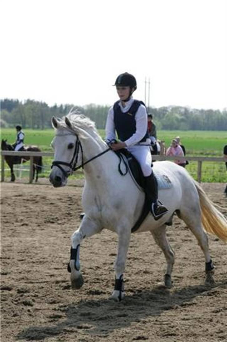 Anden særlig race Bou Bou  -  Foto: Malene billede 15