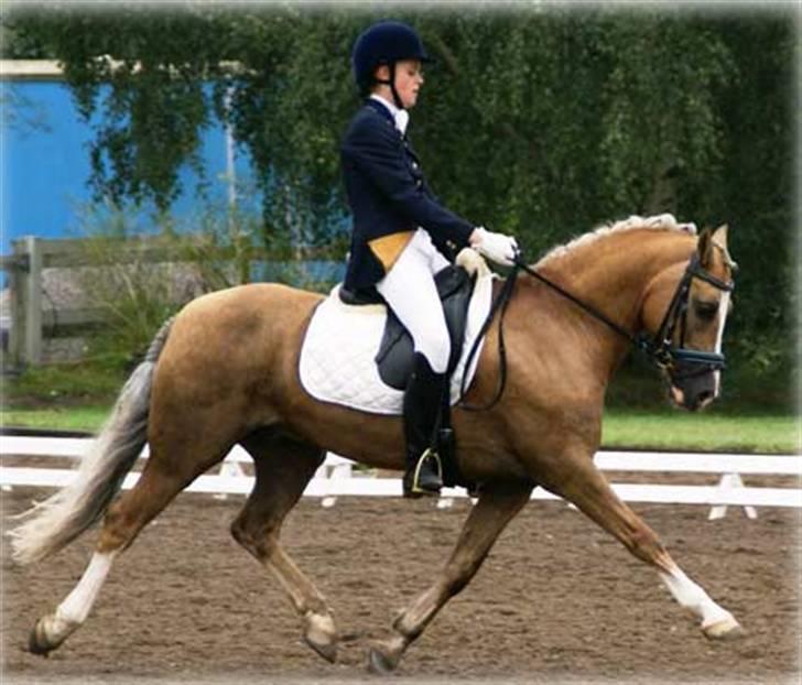Welsh Pony af Cob-type (sec C) Åvangs Bounty (Solgt) - Svensk pony derby billede 1