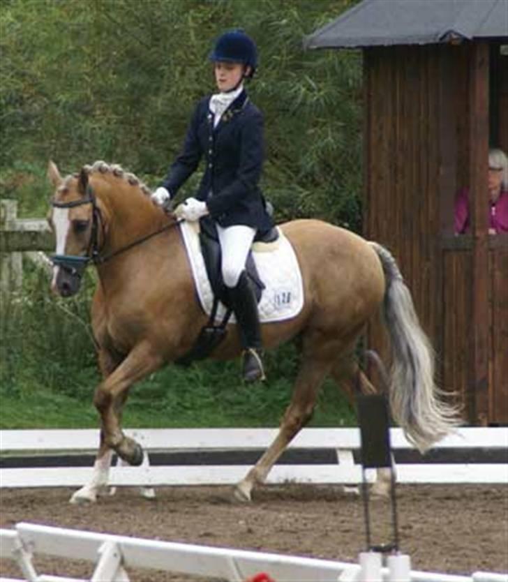 Welsh Pony af Cob-type (sec C) Åvangs Bounty (Solgt) - Svensk pony derby billede 2