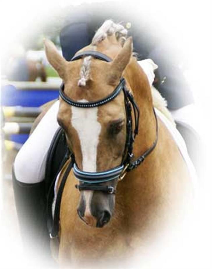 Welsh Pony af Cob-type (sec C) Åvangs Bounty (Solgt) - Svensk pony derby billede 4