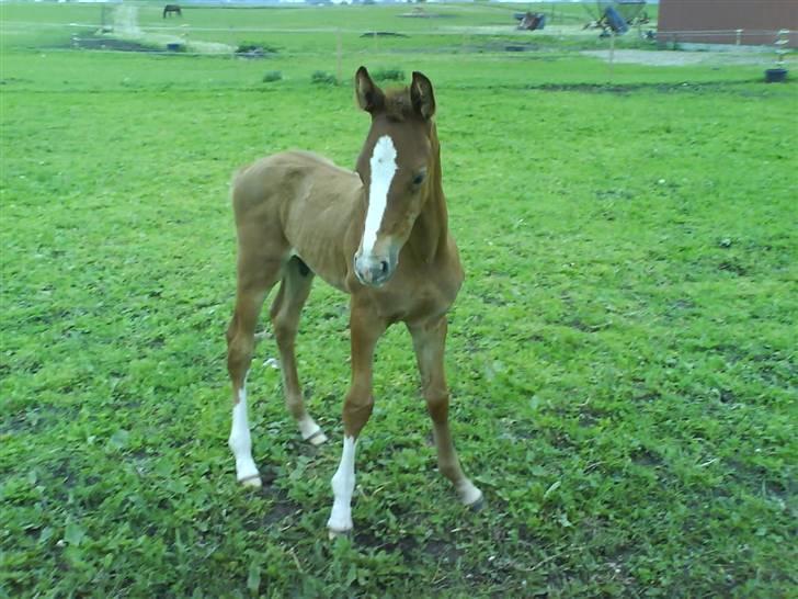 Anden særlig race Rafaell Af Egehøj R.I.P - helt lille.. 26 dage gammel billede 13