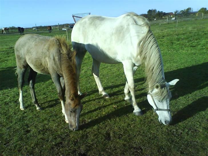 Anden særlig race Rafaell Af Egehøj R.I.P - snart lige så stor som mor.. 19. oktober 2007 billede 15