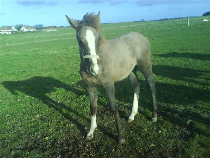 Anden særlig race Rafaell Af Egehøj R.I.P - ½ år gammel.. mere og mere grå..=) 03. november 2007 billede 16