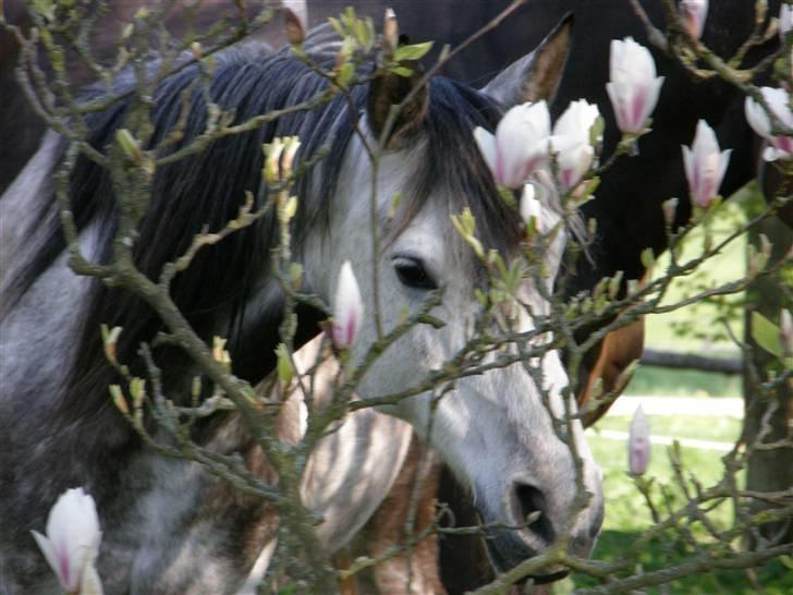 Arabisk fuldblod (OX) ¨"*¤§~Zaruna~§¤*"¨  - Hvis jeg gemmer mig bagved det her træ ser hun mig nok ikke! ;P billede 5