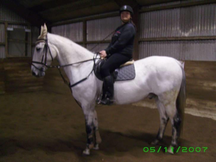 Trakehner Blå *HALVBLIND* billede 9
