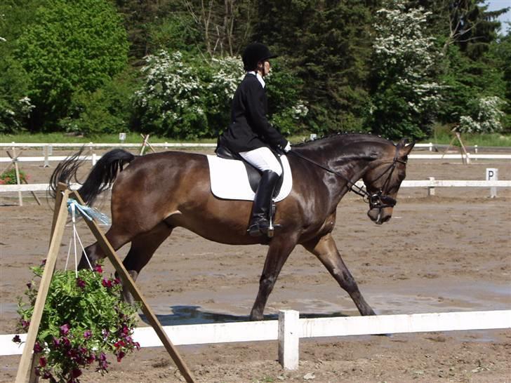 Anden særlig race Platinico billede 8