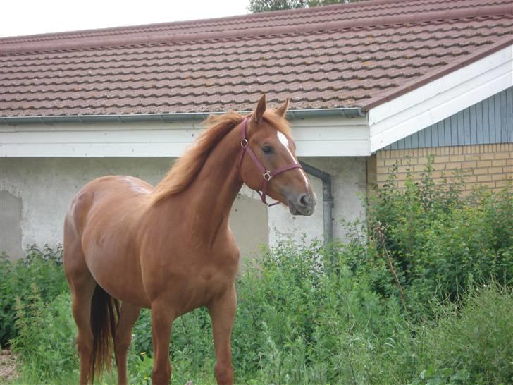 Oldenborg Alfred - solgt - Står lige og kigger over på de andre heste - synes nu de ser lidt farlige ud..... uh ha billede 4