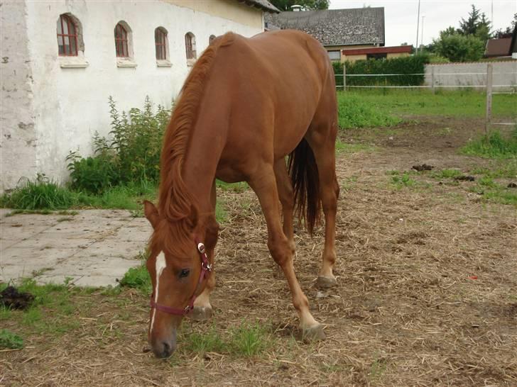 Oldenborg Alfred - solgt - En mere sikker Alfred efter et par dage hjemme. billede 5