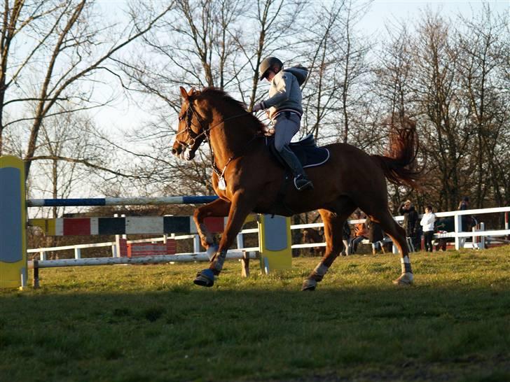 Holstener Le Poul - Første gang jeg springe ude på Poul, han var lidt(meget) vild;D billede 9
