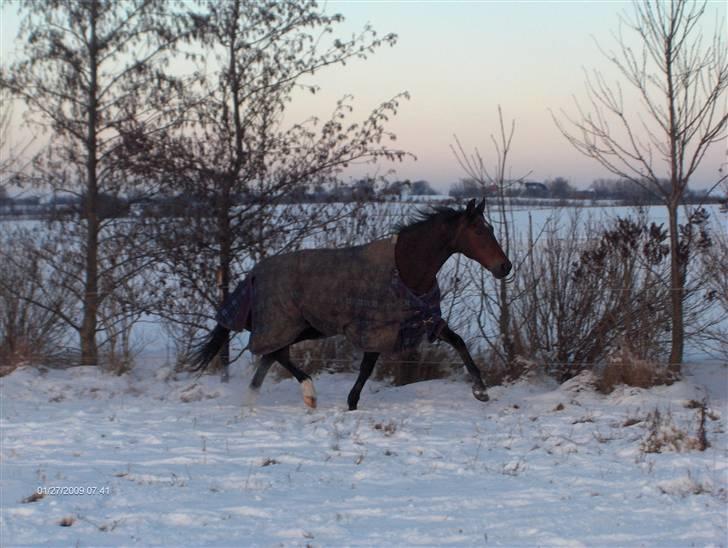 Traver El Santos [Himmelhest]  - 2. Woow en trav :O  Jeg elsker diig (NYYT 13.3.09) billede 2