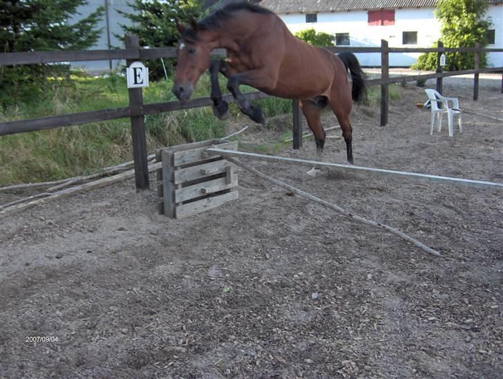 Traver El Santos [Himmelhest]  - 4.Se miiihq<3<3 billede 4