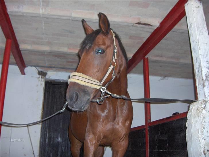 Traver El Santos [Himmelhest]  - 5.Jeg er bare så smuuuk<3<3 billede 5