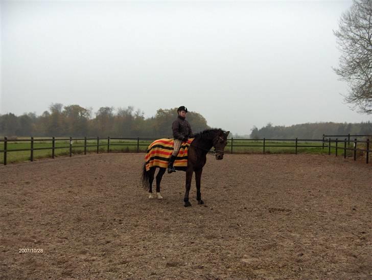 Traver El Santos [Himmelhest]  - 7.smuk parade billede 7