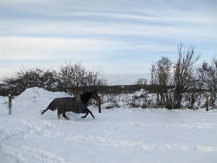 Traver El Santos [Himmelhest]  - Vinteren 09 Taget af Camilla Jensen billede 8