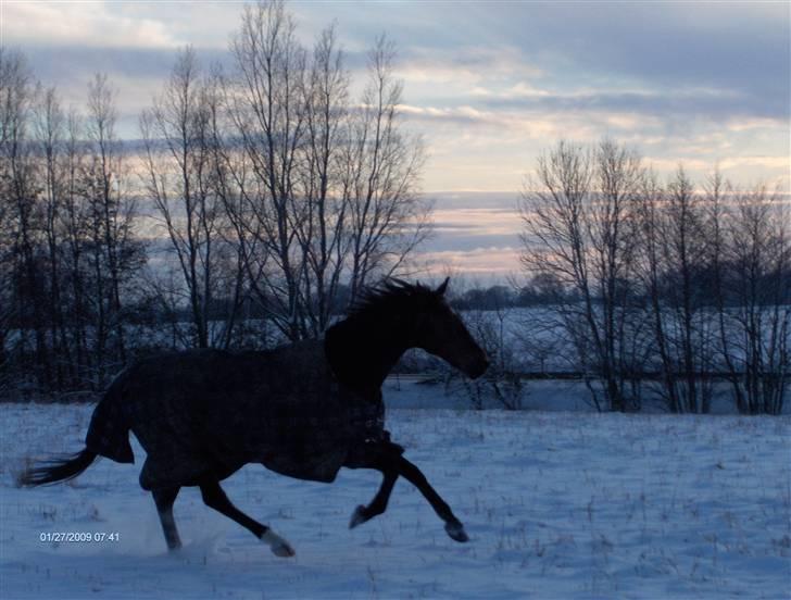 Traver El Santos [Himmelhest]  - 9.Nyt. 13,3,09 Fart over feltet billede 9