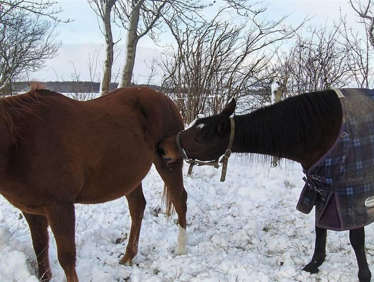 Traver El Santos [Himmelhest]  - Jeg bider dig lige ind til du leger med mig :D  Vinteren 09 Taget af Camilla Jensen billede 10