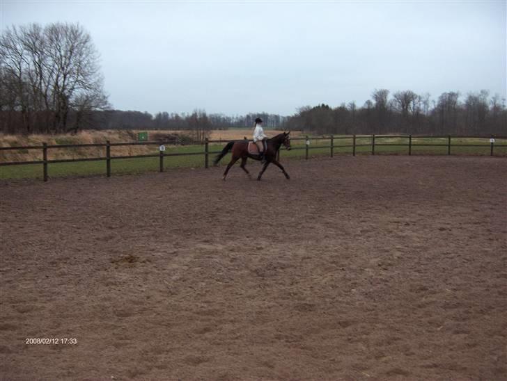 Traver El Santos [Himmelhest]  - 11. Undervisning,super trav billede 11