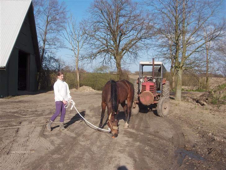 Traver El Santos [Himmelhest]  - 13.Se jeg fandt en gulderod:D *Happy* billede 13