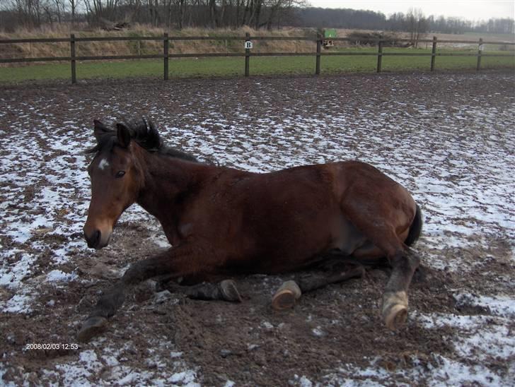 Traver El Santos [Himmelhest]  - 15.NYT. Dejlig sne,Miin lille Baby<3 billede 15