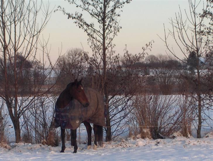 Traver El Santos [Himmelhest]  - 16. Nyyt den 13-3-09  SNE XD billede 16