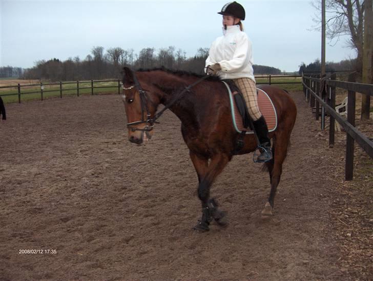 Traver El Santos [Himmelhest]  - 17.Nyt. smuk billede 17