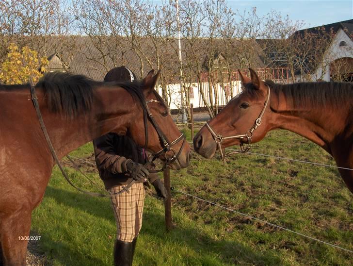 Traver El Santos [Himmelhest]  - 19.Santos og gefion<3 billede 19