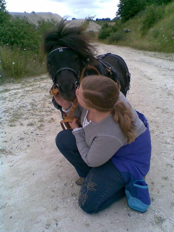 Shetlænder Shetti's Superior - Elsker den pony -taget med mobil billede 11