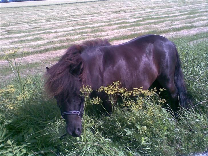 Shetlænder Shetti's Superior - På tur i sommers -taget med mobil billede 14
