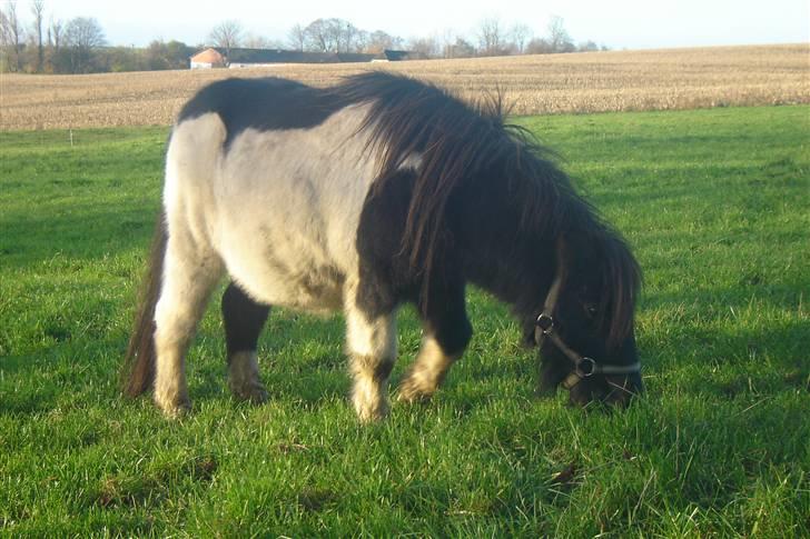 Anden særlig race Pinnochio   (Solgt) billede 1