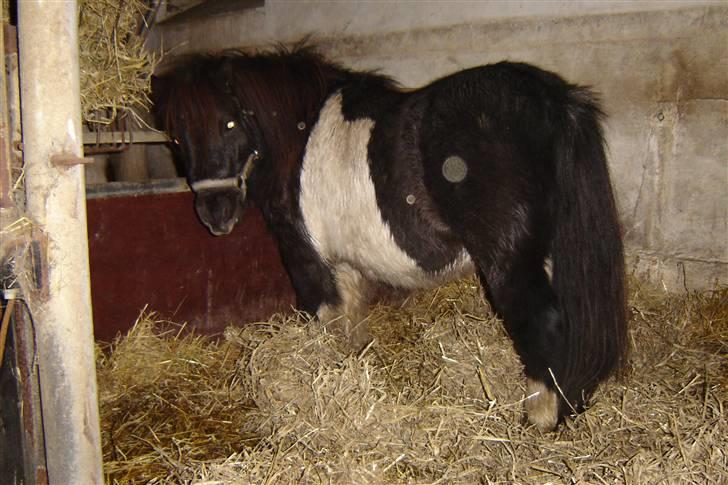 Anden særlig race Pinnochio   (Solgt) billede 2