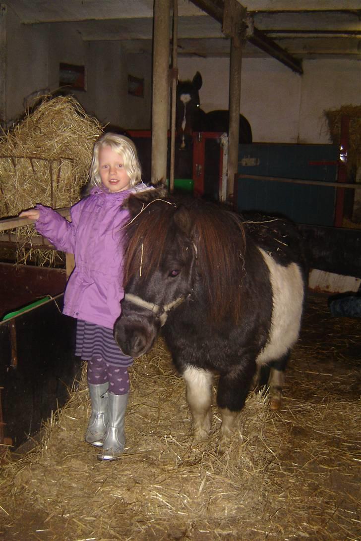 Anden særlig race Pinnochio   (Solgt) - Johanne og Pinochio billede 3