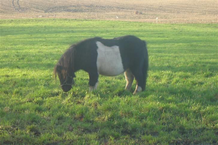 Anden særlig race Pinnochio   (Solgt) billede 4