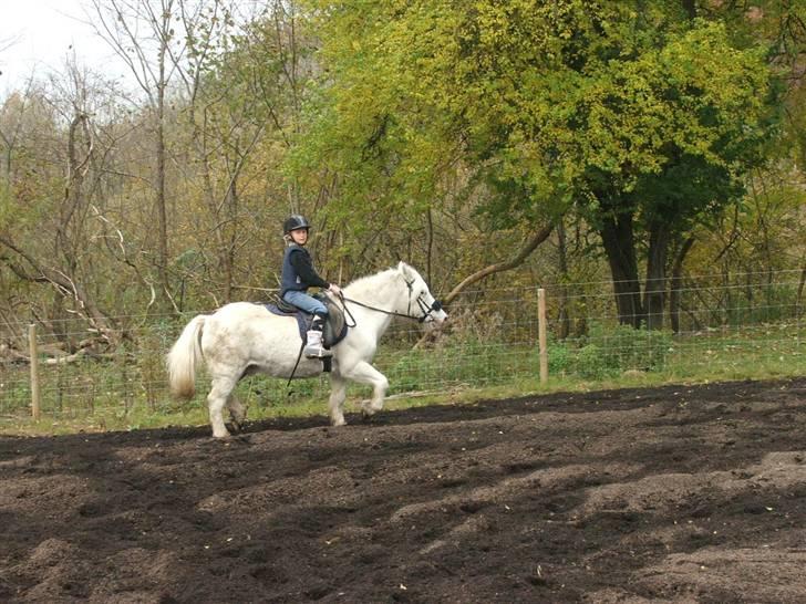 Anden særlig race Emil - R.I.P marts 2011 billede 11