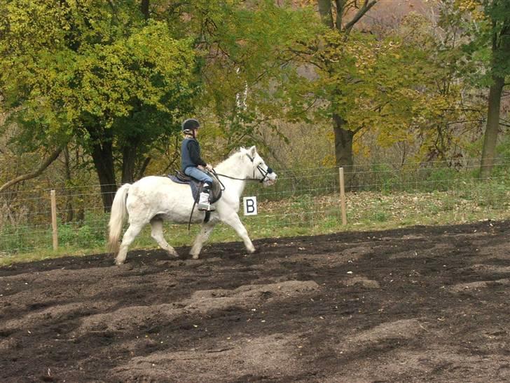 Anden særlig race Emil - R.I.P marts 2011 billede 12