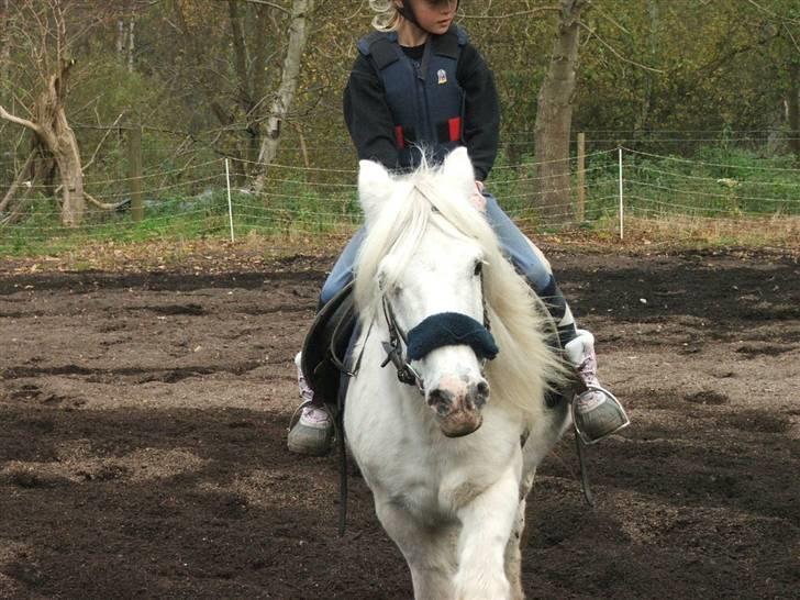 Anden særlig race Emil - R.I.P marts 2011 billede 13