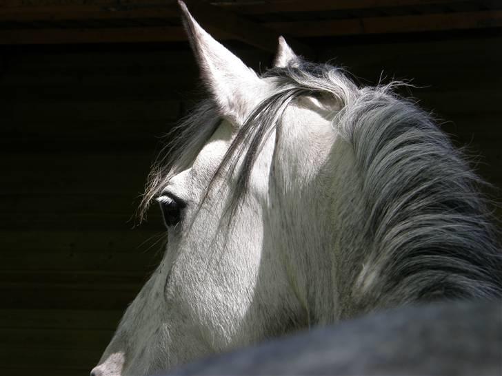 Arabisk fuldblod (OX) ¨"*¤§~Zaruna~§¤*"¨  - Uhh den mørke baggrund fremhæver virkelig mine smukke kæmpe øre.. ;D billede 8