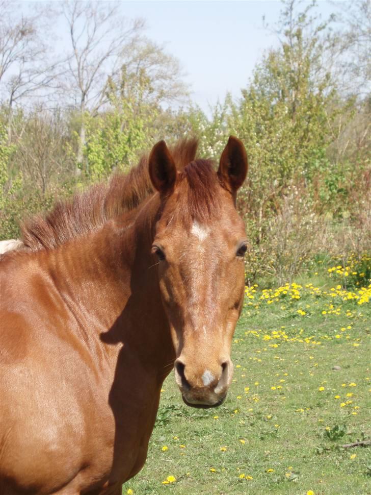Anden særlig race Rose   - Rose hygger hjemme på folden billede 9